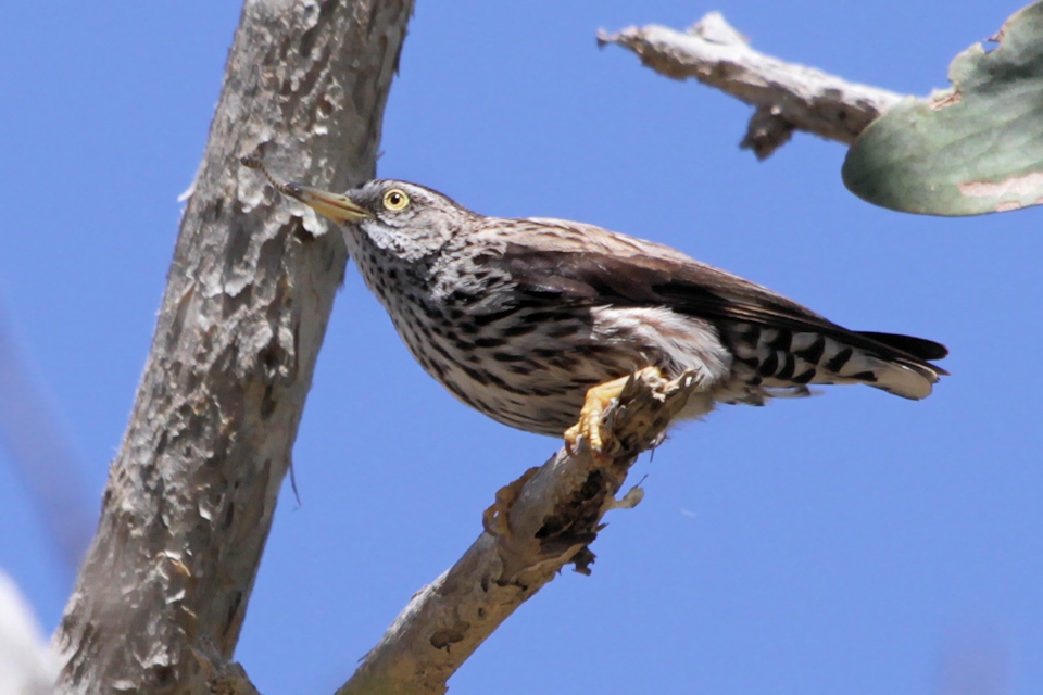 Varied Sittella (Daphoenositta chrysoptera)